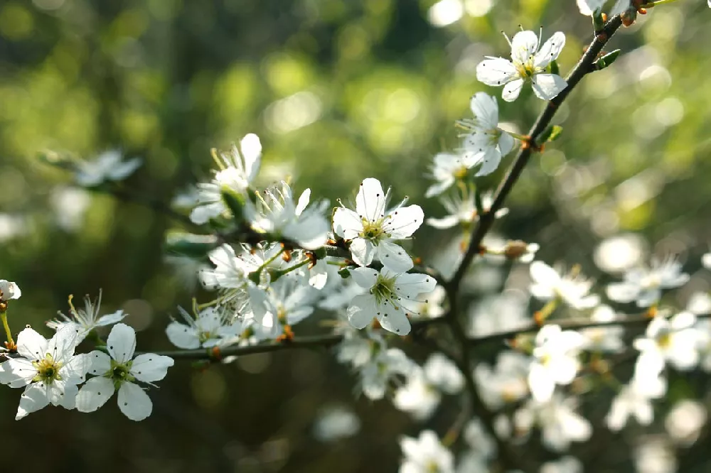 White Weeping Cherry Tree 2