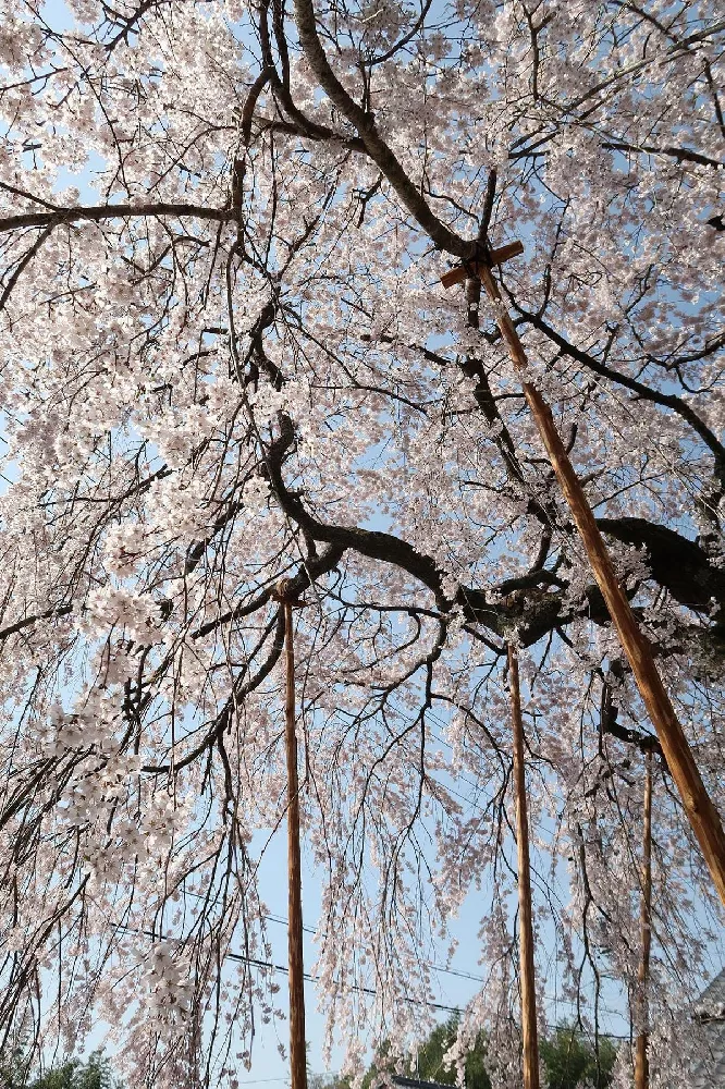 White Weeping Cherry Tree 1