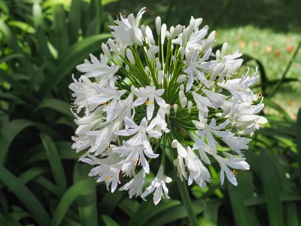 White Agapanthus