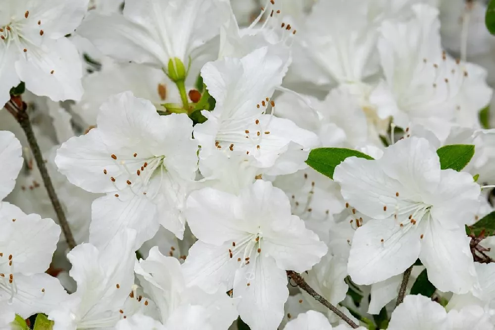 Delaware Valley White Azalea