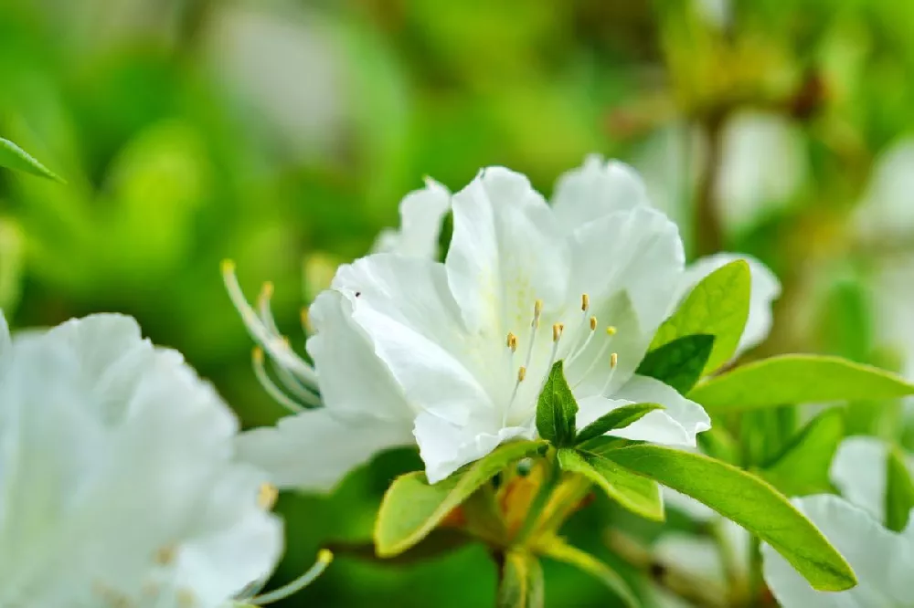 Delaware Valley White Azalea