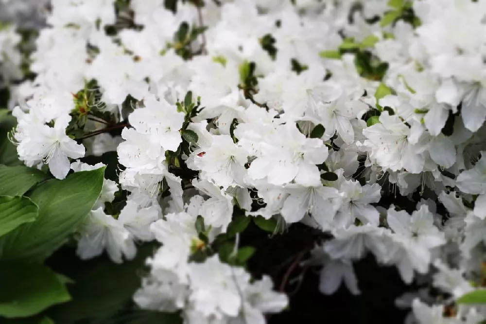 Delaware Valley White Azalea