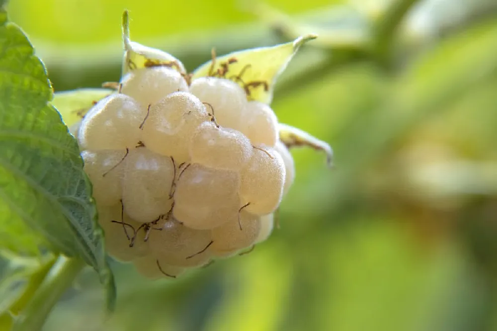 Snowbank White Blackberry Bush