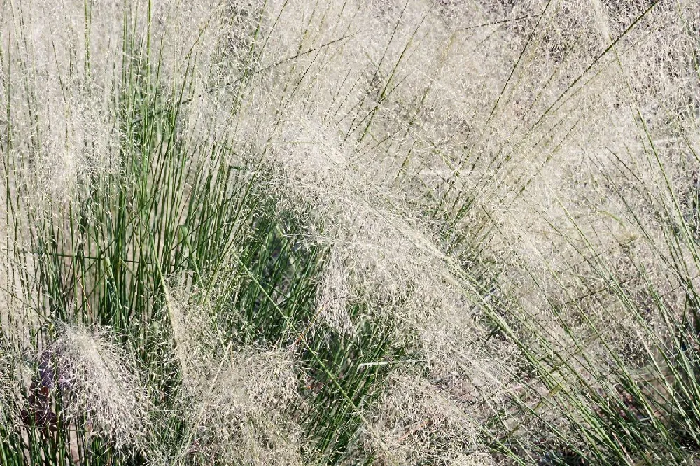 White Cloud Muhly Grass