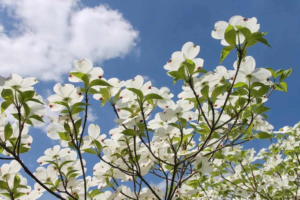 WhiteDogwood1