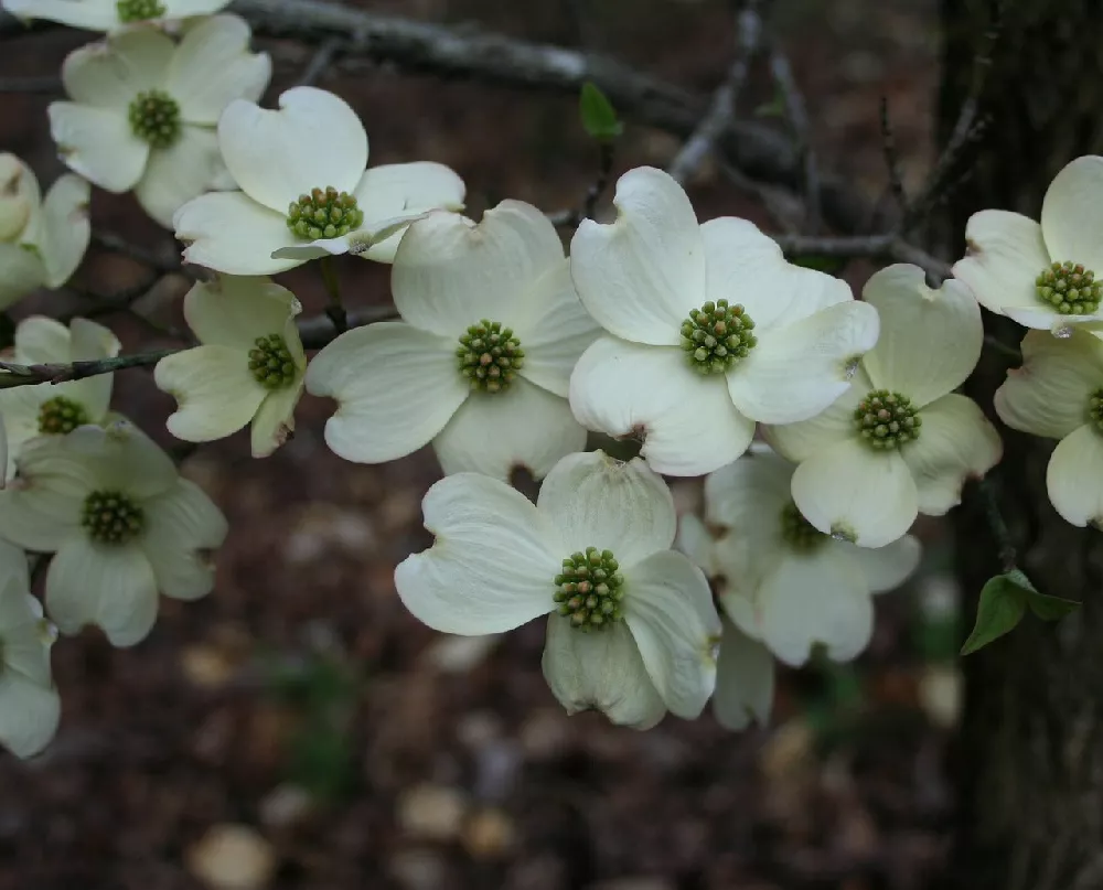 WhiteDogwood3