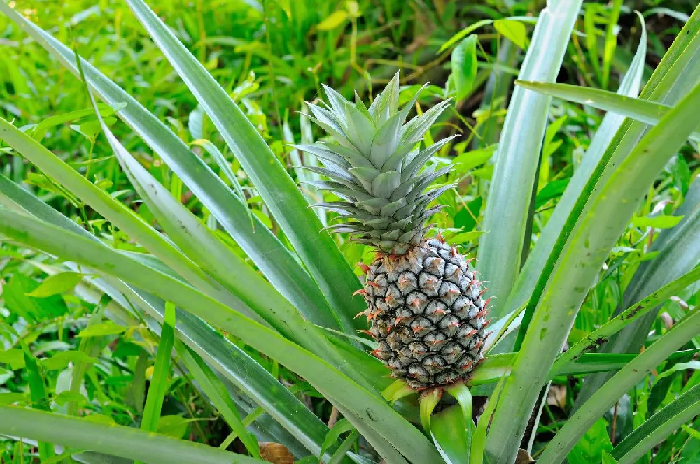 White Jade Pineapple Plant