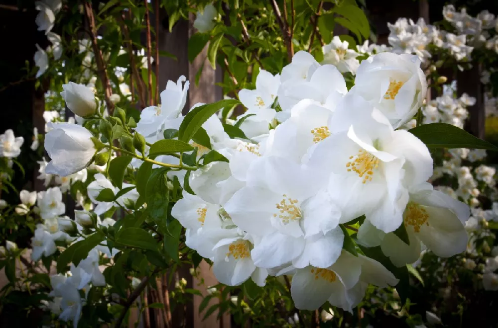 White Knock Out® Rose