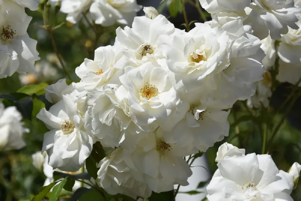 White Knock Out® Rose