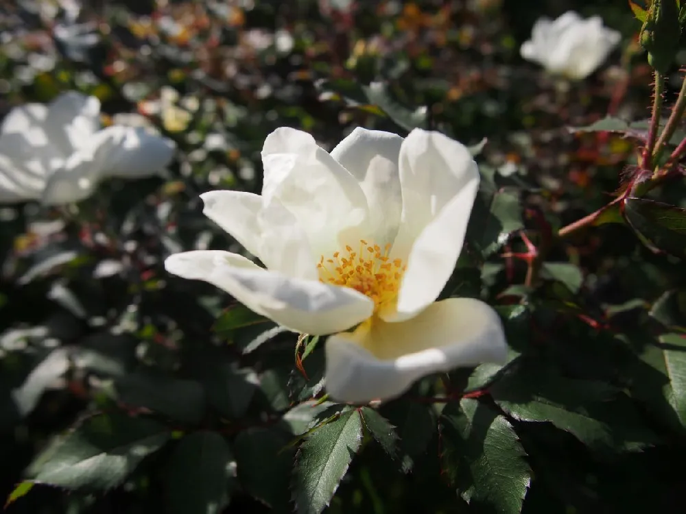 White Knock Out® Rose