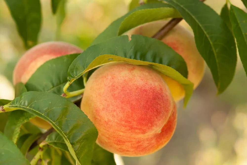 White Lady Peach Tree