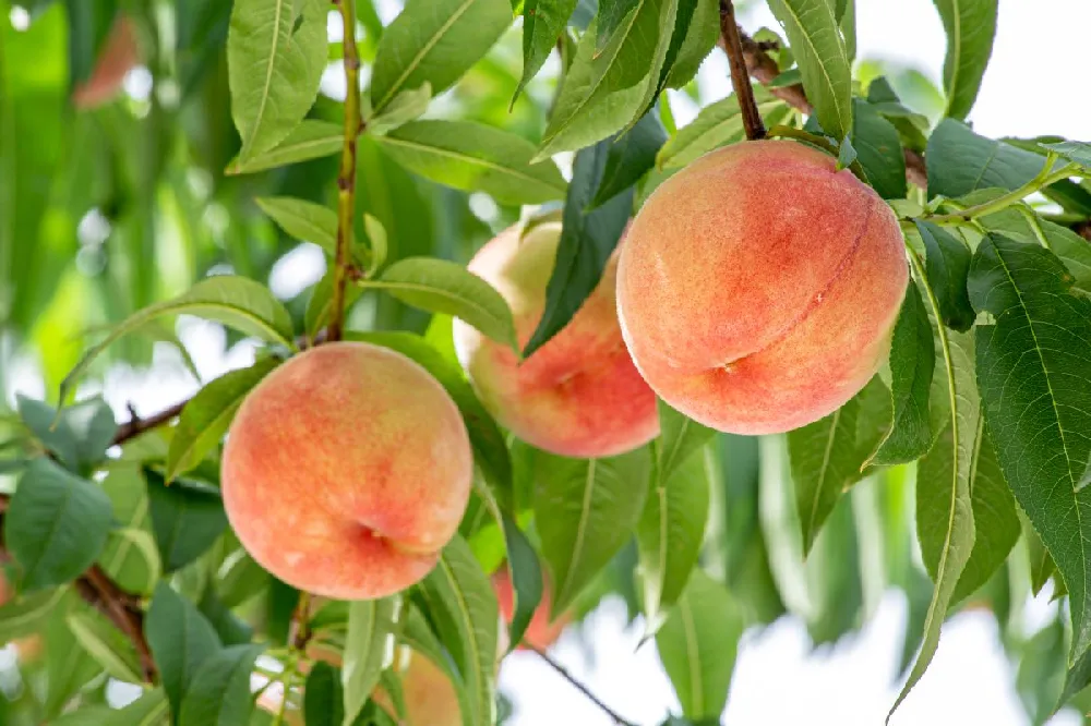 White Lady Peach Tree