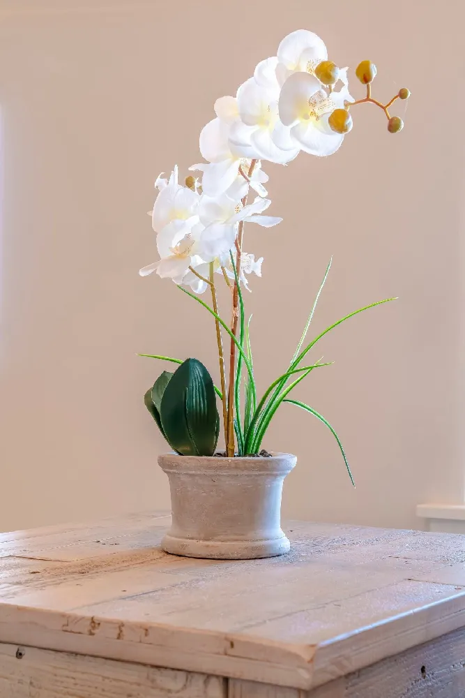 White Orchid Plant