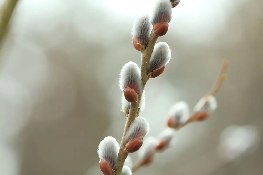 White Pussy Willow