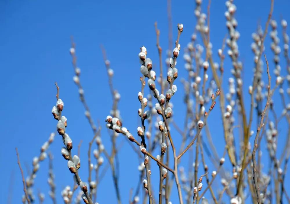 White Pussy Willow