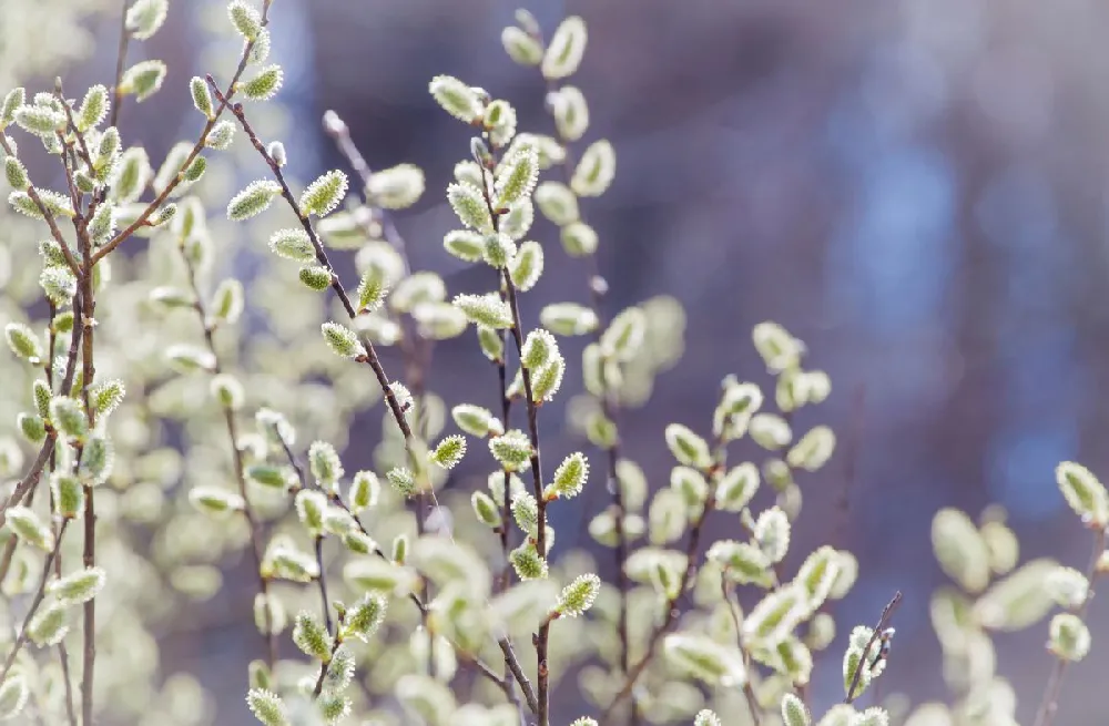 White Pussy Willow