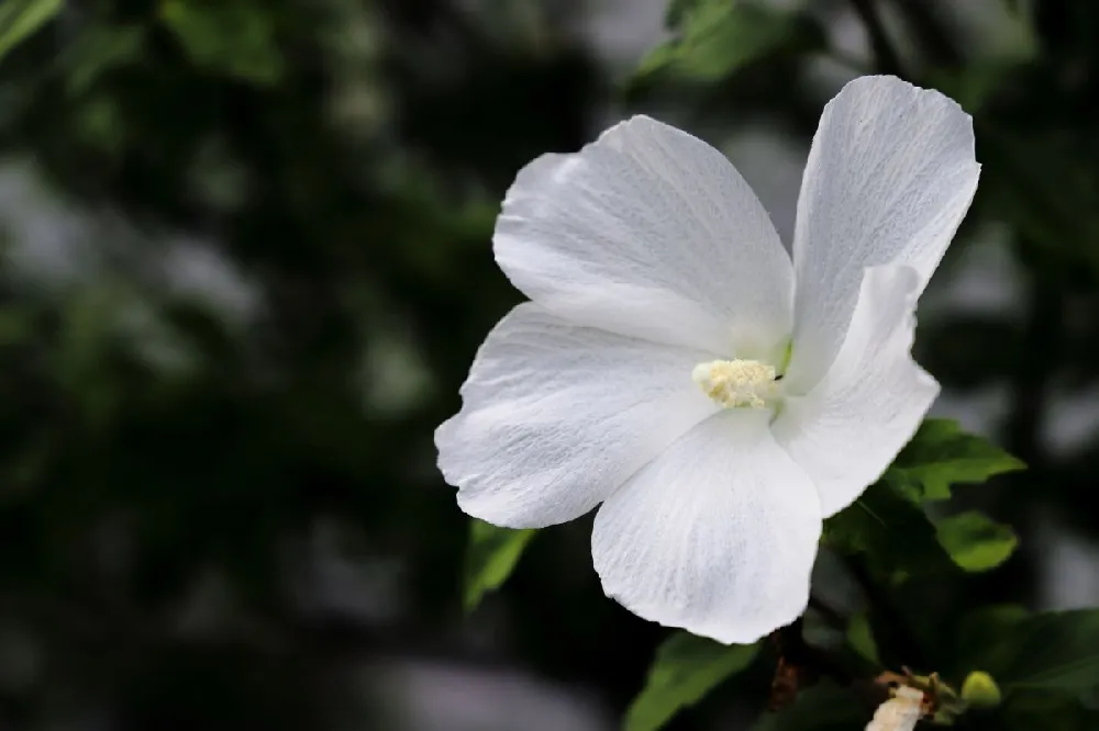 White Rose of Sharon Althea Tree