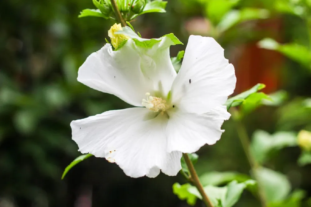 White Rose of Sharon Althea Tree