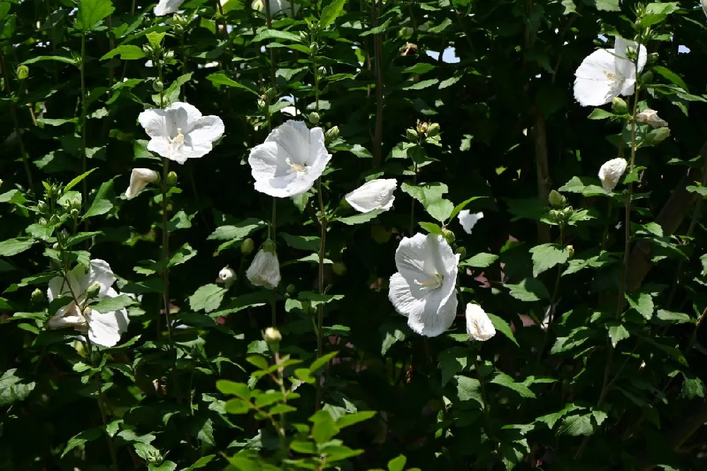 White Rose of Sharon Althea Tree