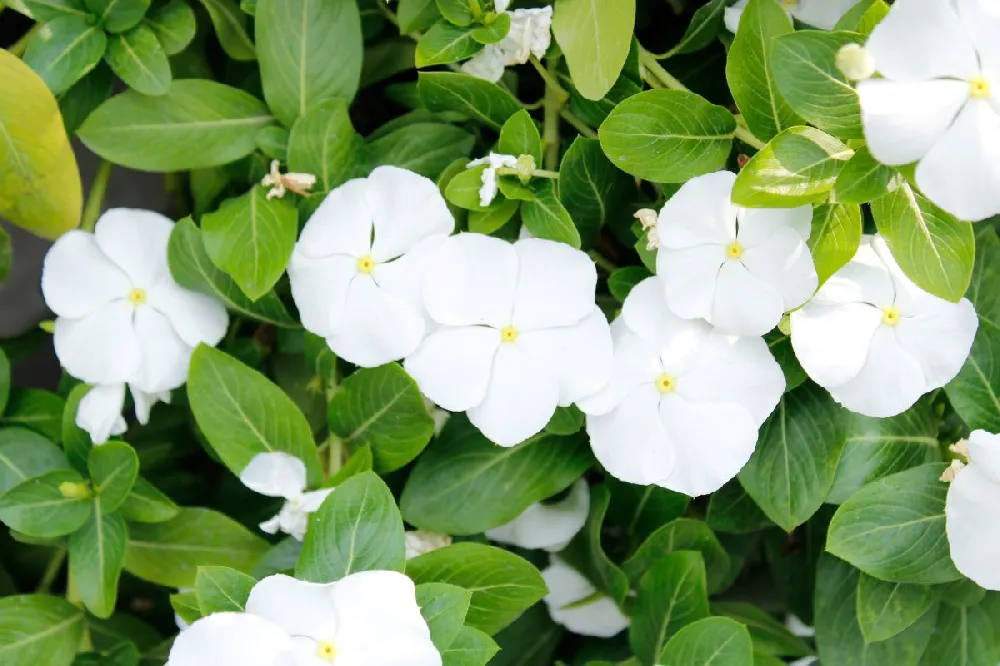 White Vinca