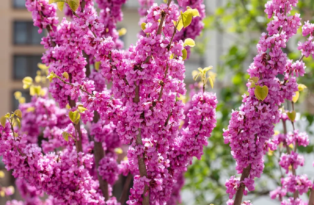 Whitewater Redbud Tree