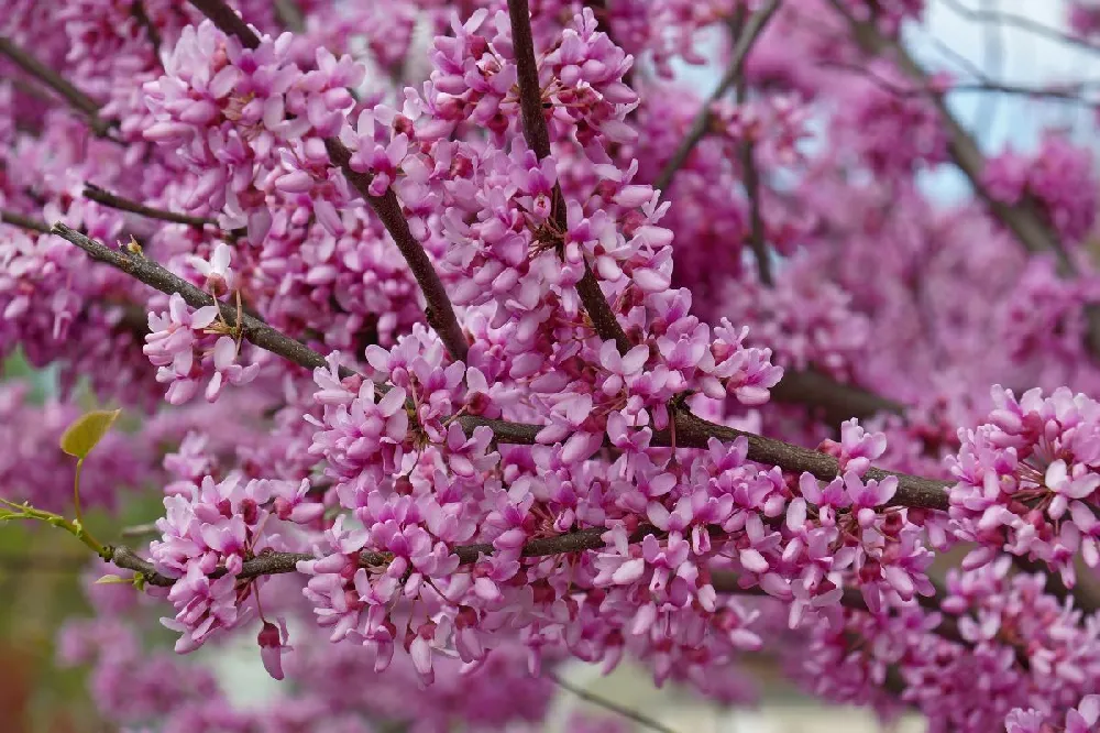 Whitewater Redbud Tree