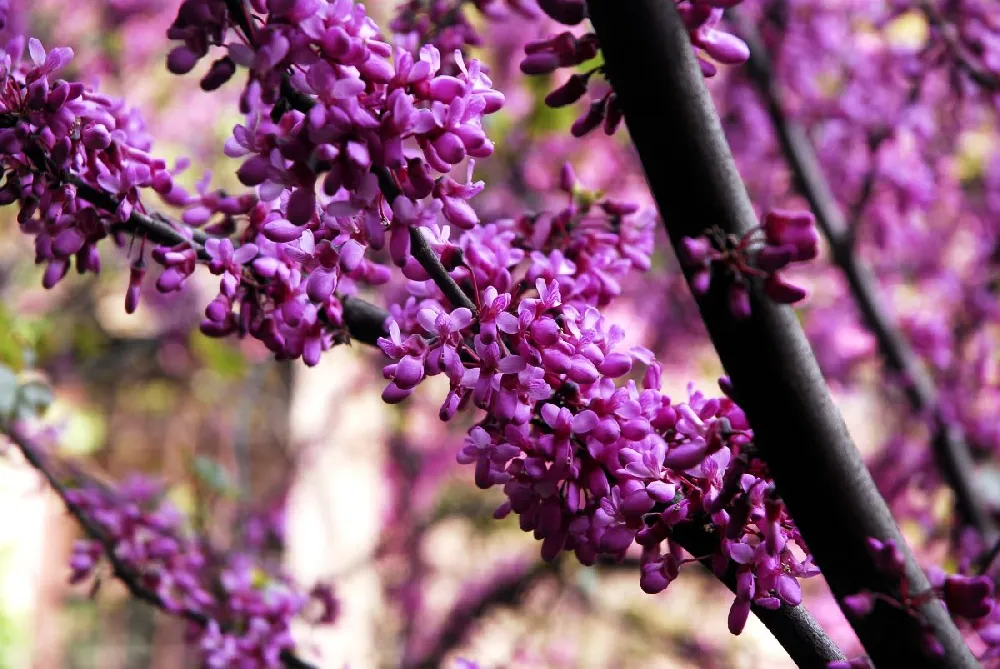 Whitewater Redbud Tree