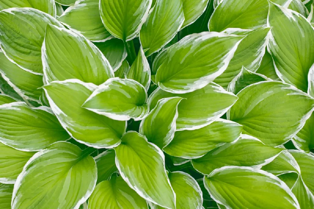 Wide Brim Hosta