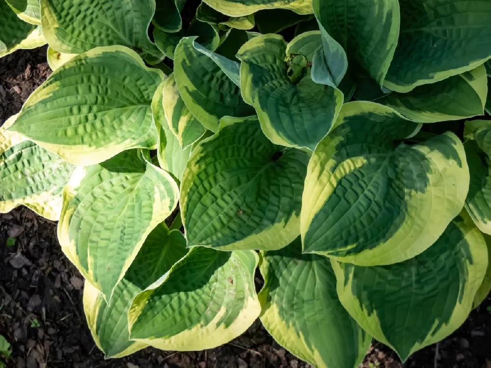 Twilight Hosta Plant