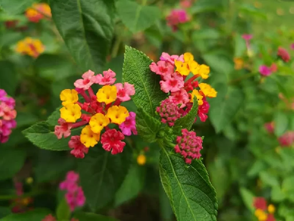 Wild Lantana