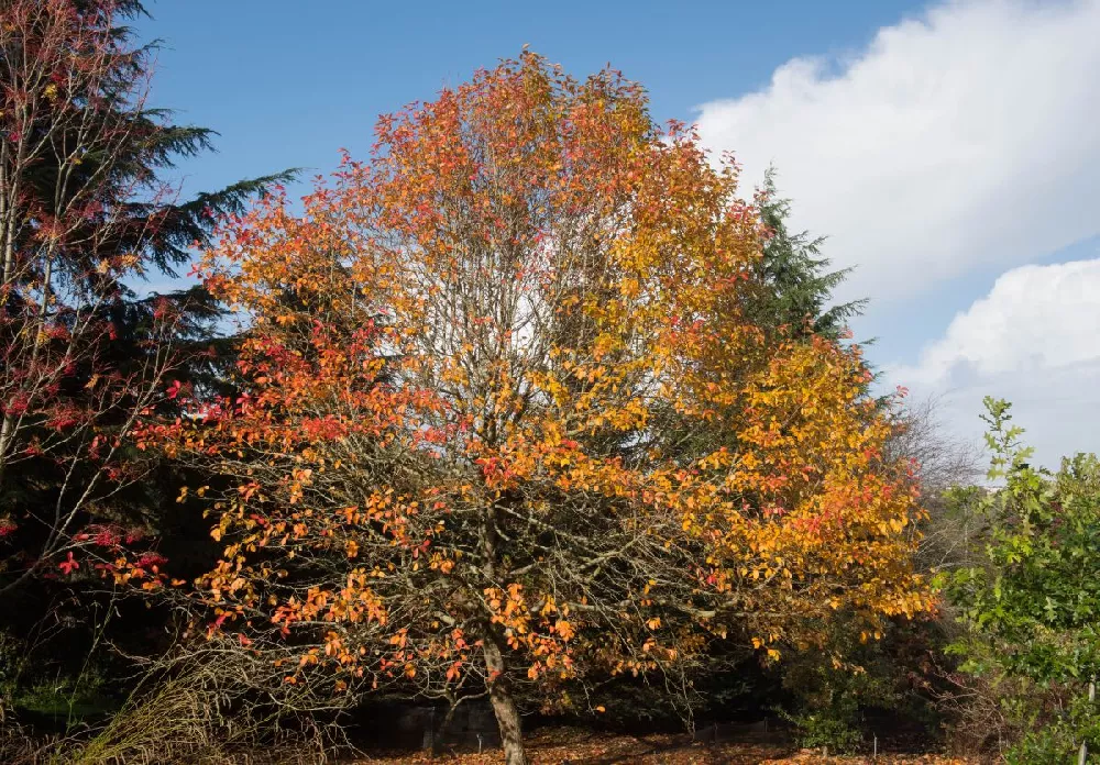 Wildfire Black Gum Tree