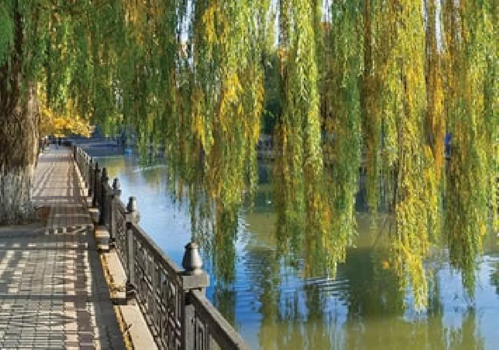 Willow Hybrid Tree near water