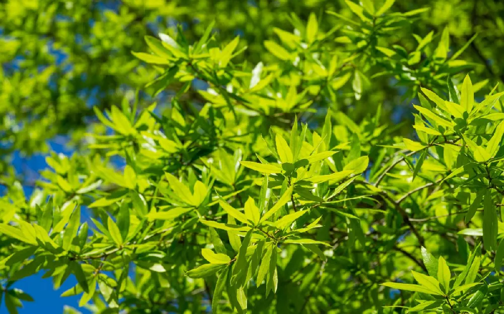 Willow Oak Tree