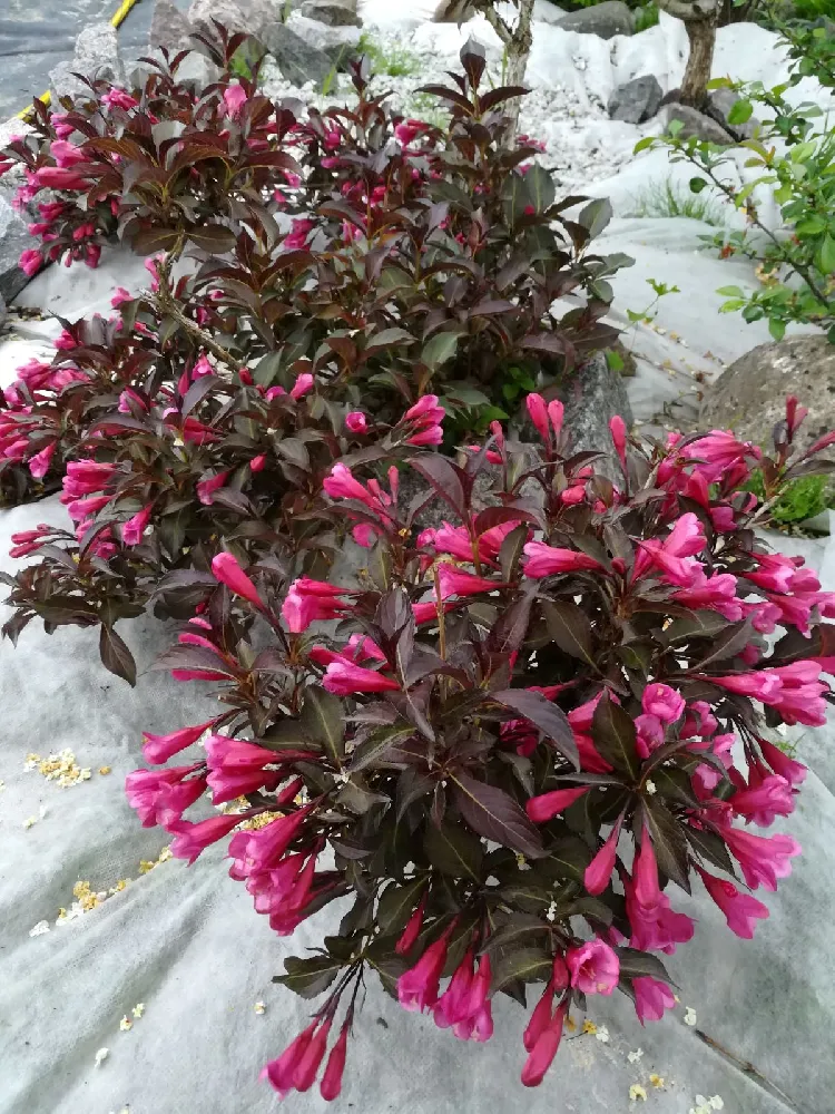 Wine & Roses® Weigela Shrub