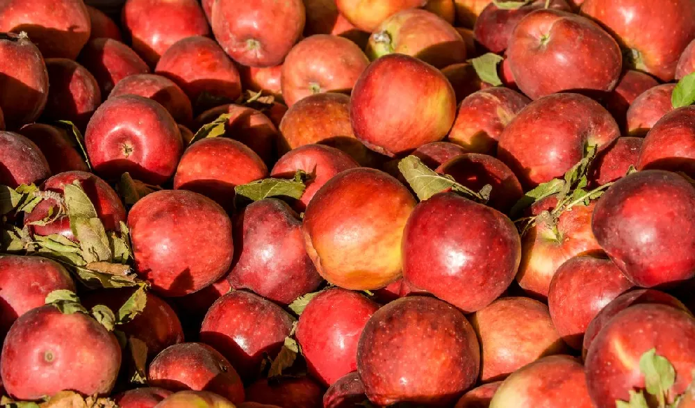 Winesap Apple Tree