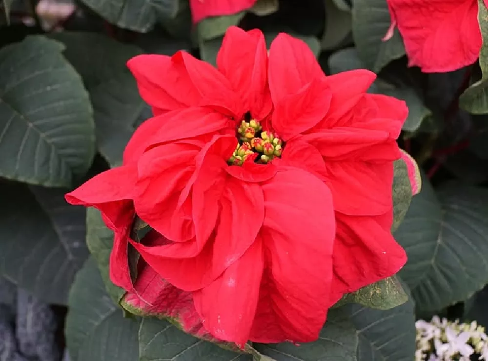 Poinsettia close-up