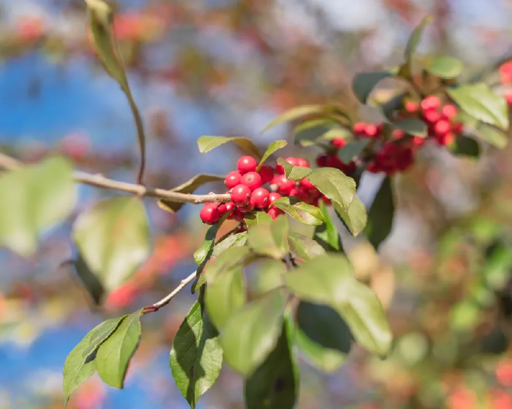 Winter Red Winterberry Holly Shrub