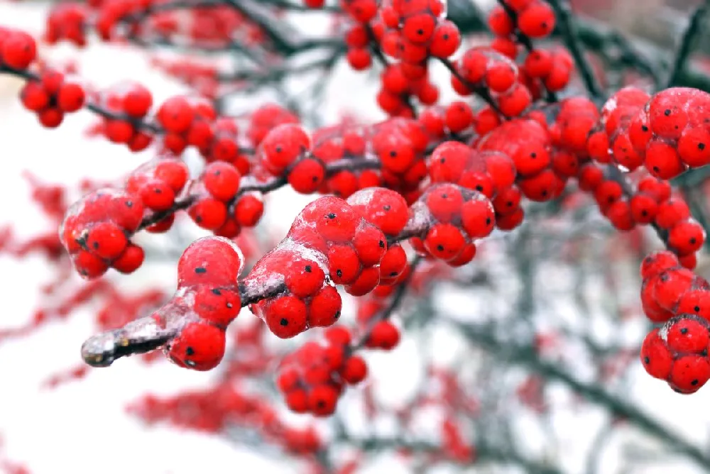 Winter Red Winterberry Holly Shrub