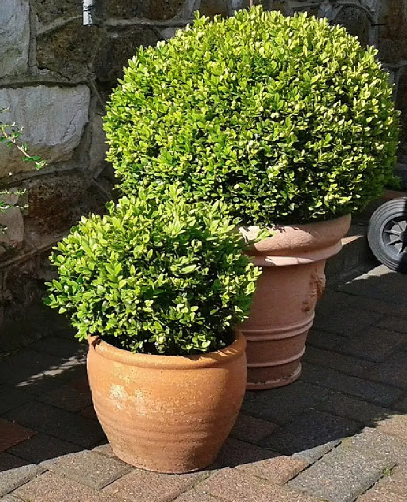 Wintergreen Boxwood Shrub