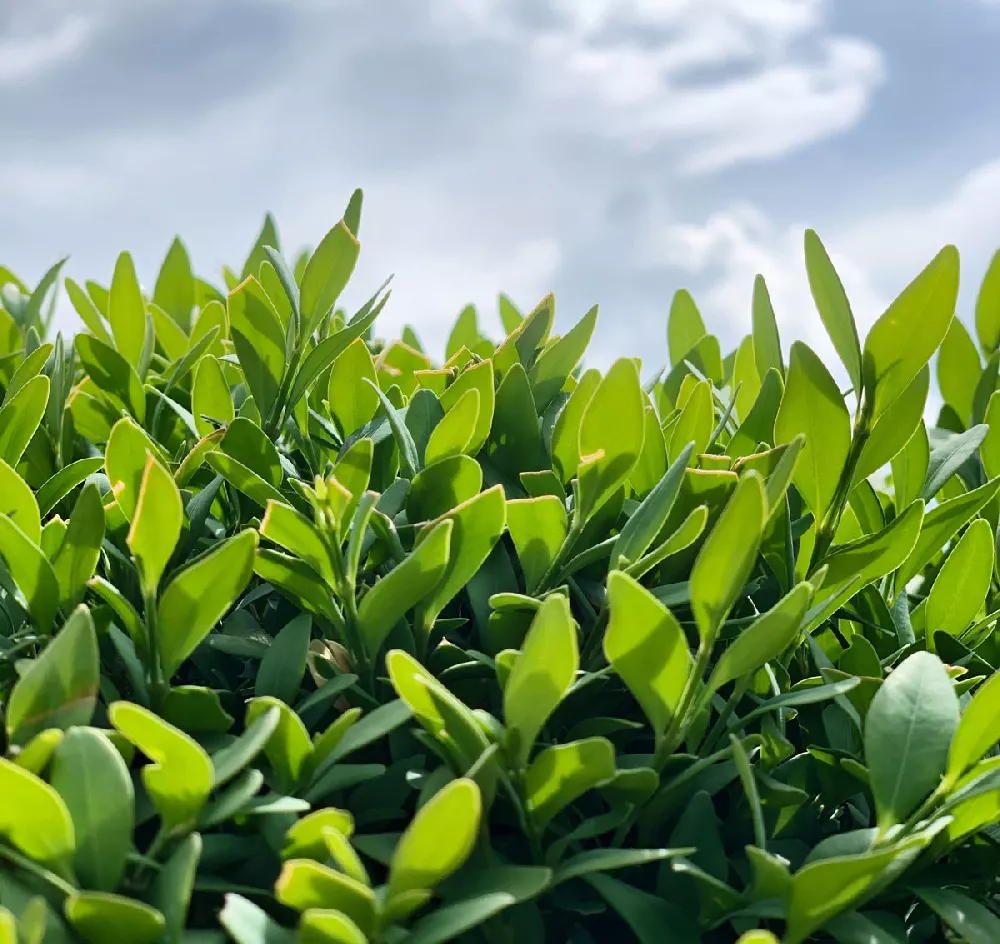 Wintergreen Boxwood Shrub close-up