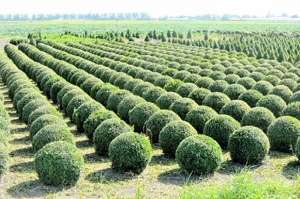 Wintergreen Boxwood Shrubs