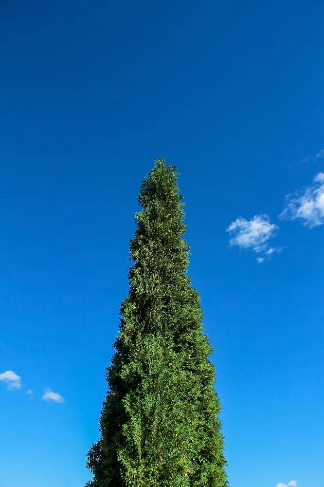 Wissel's Saguaro Cypress 3