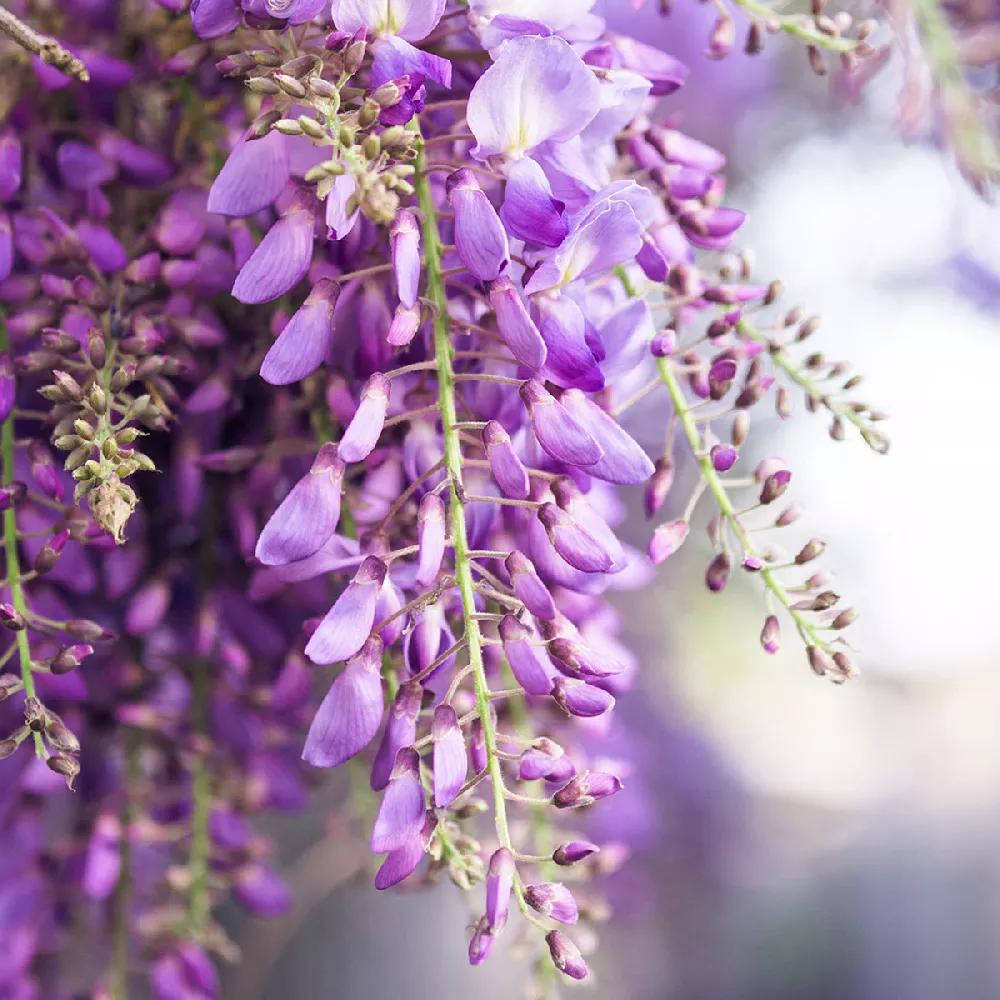 Wisteria flower close up