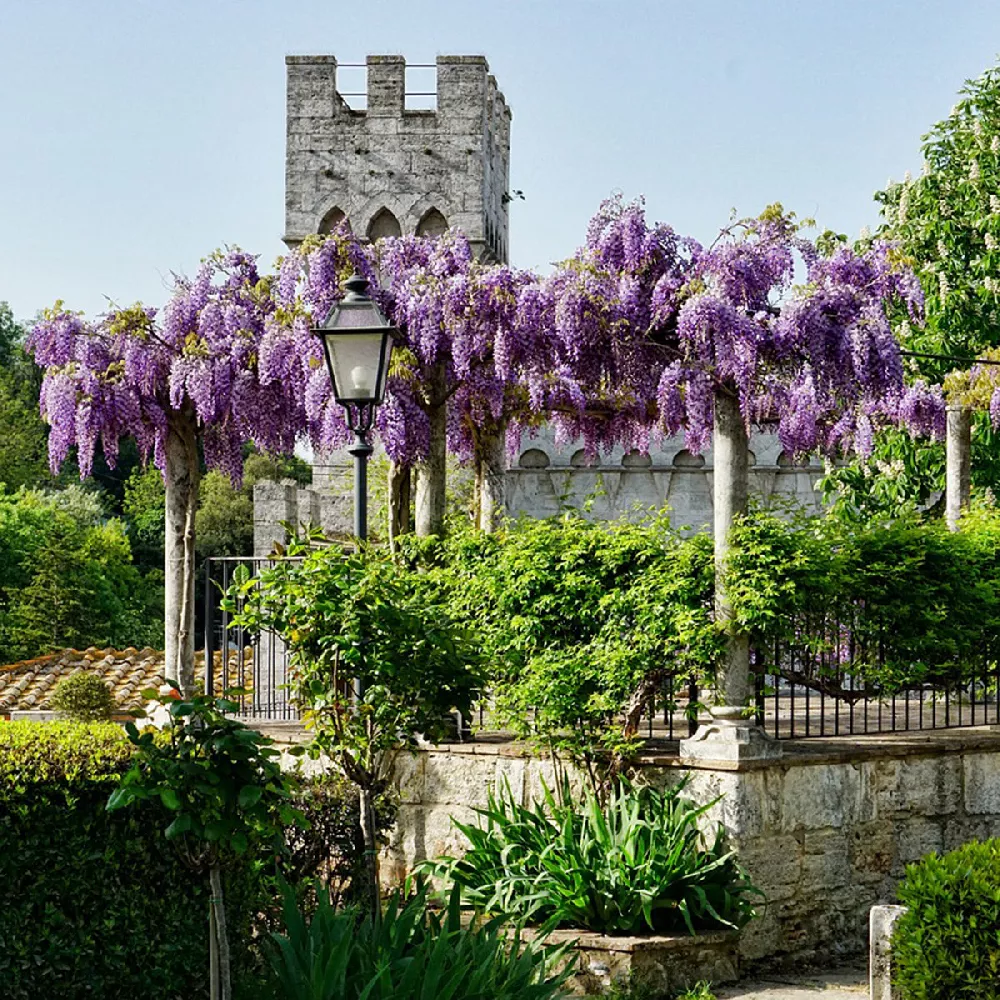 Amethyst Falls Wisteria Vine for Sale  Purple Flowering Wisteria – Plants  by Mail