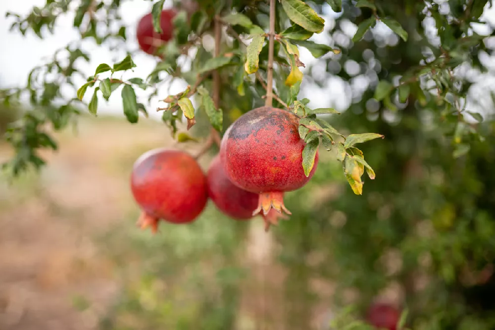 Wonderful-Pomegranate fruit