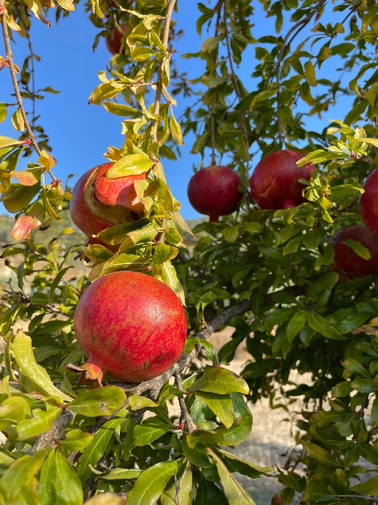 Wonderful Pomegranate Tree