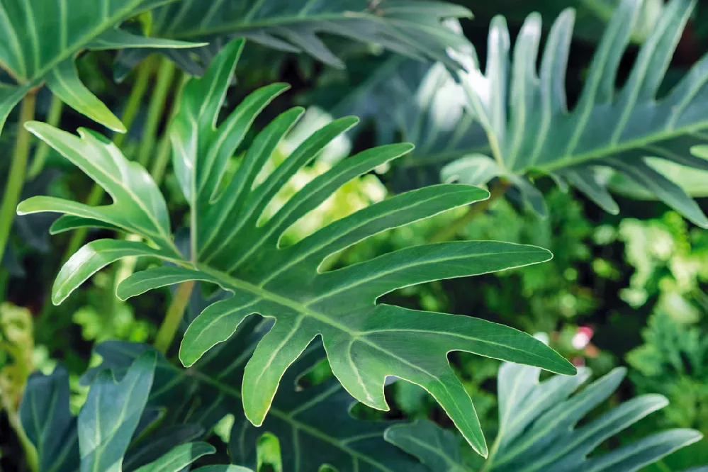    Xanadu-Philodendron-Winterbourn-Photo-3