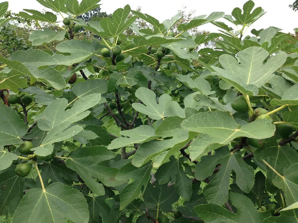 Yellow Fig Tree 2