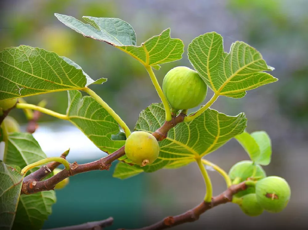 Yellow Fig Tree