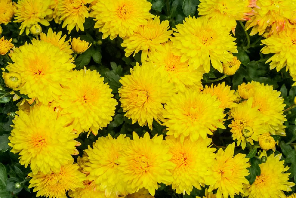 Yellow Mum